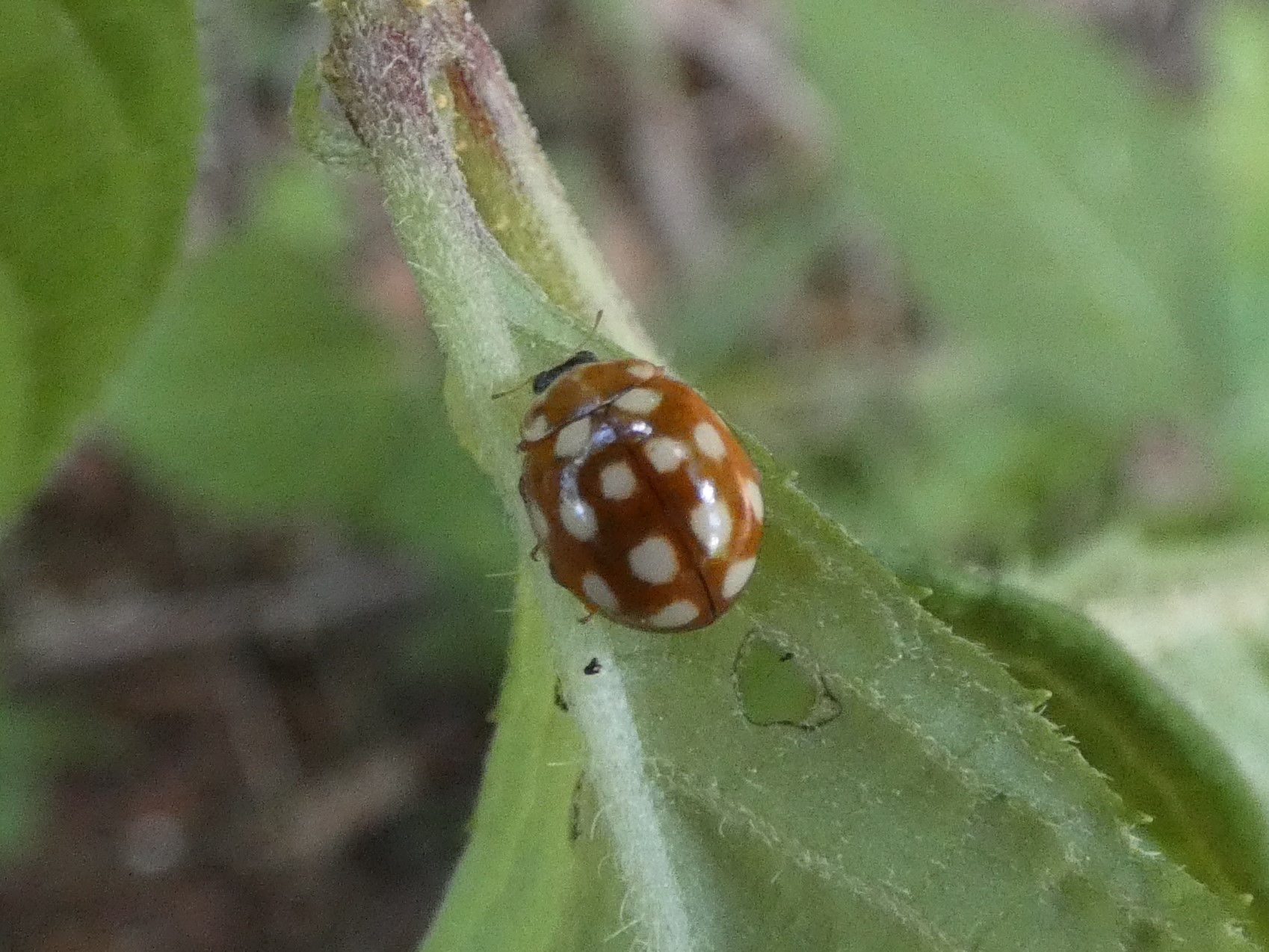 photo_1